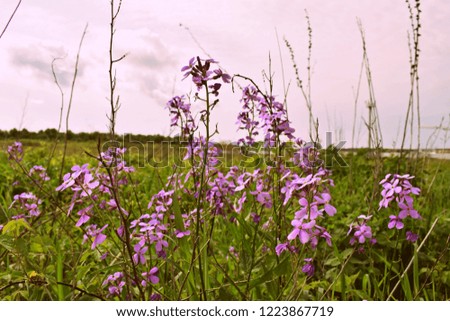 pale purple flowers against the sky
