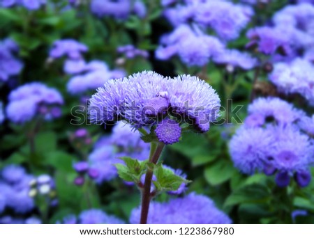 Natural ageratum flowers background. macro detail