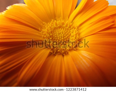 Orange Calendula Flower Details