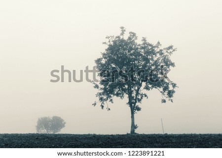 Countryside autumn landscape, trees in a foggy day, natural background 