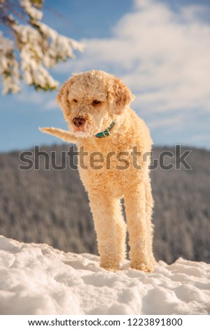 Cute dog playing in the snow