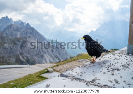 The Alpine chough or yellow-billed chough (Pyrrhocorax graculus) is a bird in the crow family, one of only two species in the genus Pyrrhocorax. Picture shot at the Tre Cime di Lavaredo (Drei Zinnen)