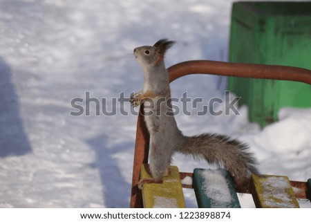 Standing squirrel in winter park. 