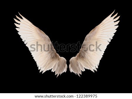 Natural white goose wings. Isolation. Royalty-Free Stock Photo #122389975