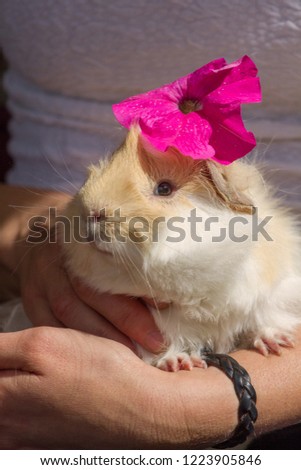 Vertical shot of long hair peruvian guinea pig white and gold with a pink petunia in his head in the hands of his owner.