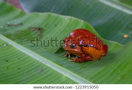 Tomato frog endemic to Madagascar. Dyscophus antongilii Royalty-Free Stock Photo #1223915050