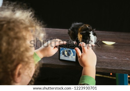 Girl child taking a picture with digital photo camera of young domestic guinea pig (Cavia porcellus), also known as cavy or domestic cavy indoors, black background, brown wooden table. Hobby concept.
