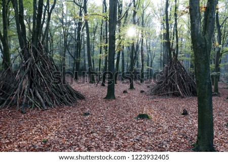 Beech forest in the Netherlands