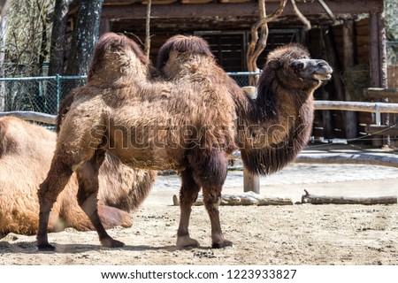 Domestic Bactrian Camel (Camelus bactrianus ferus)  Royalty-Free Stock Photo #1223933827