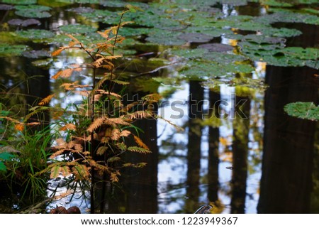 Fantastic pond in autumn