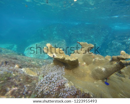Underwater Caribbean sea Landscape Martinique