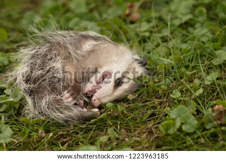 Virginia opossum, didelphis virginiana,  baby playing dead.