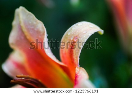 drop of rain on petal of orange Lilium, true lilies. Transparent dew drop. background. Copy space