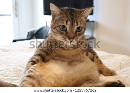 Close up picture of a tabby cat just sitting up and relaxing. 