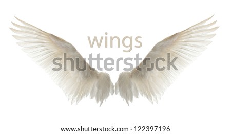 Natural white goose wings. Isolation. Royalty-Free Stock Photo #122397196