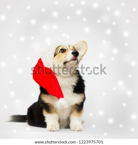 New Year's puppy in a Christmas hat