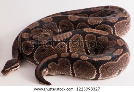 ball python snake