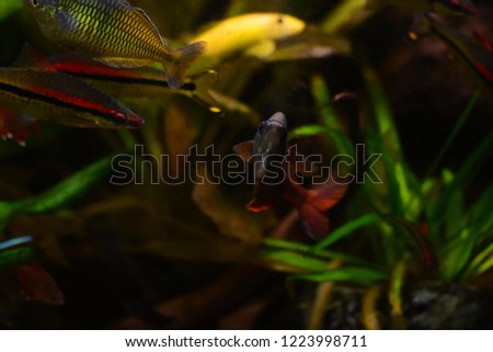 Freshwater aquarium fish
