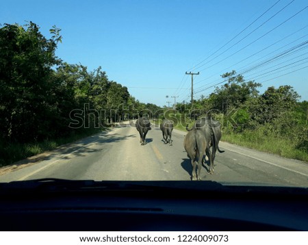 Buffalo walk through the car