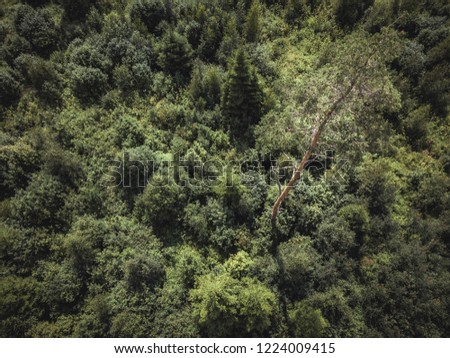 Aerial Drone Photo of the Countryside Forest, Top Down View in Sunny Summer Day - Background Material, Vintage Look Edit