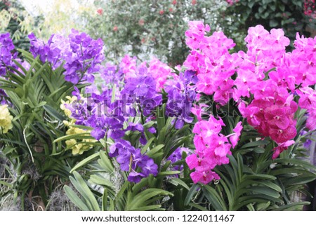 Beautiful flowers in the garden, pretty nature background wallpaper. Exotic blossoming plants, natural texture, colorful blooms. 