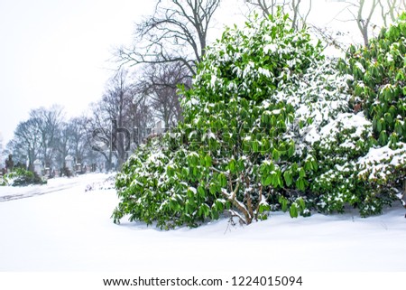 Closeup of range of green trees covered by snow in frozen cold winter morning . Uncleaned ground with heavy snowdrifts after snowfall