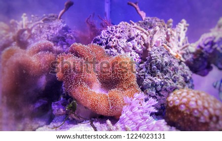 Leather soft coral in aquarium