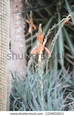 Lovely orange flowering plant adjacent to cactus in desert greenhouse design, beautiful natural foliage texture with colorful orange blossoms.
