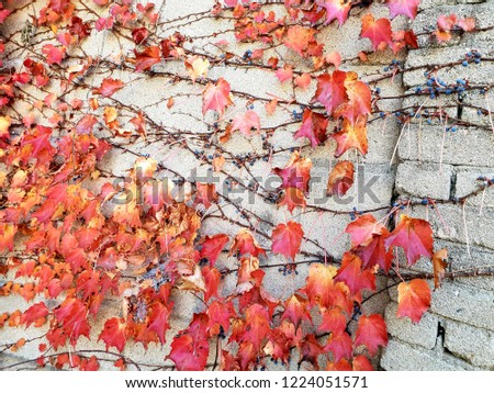 Red ivy wart leaves image Wall background