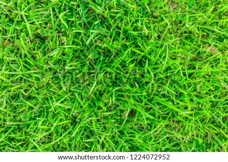 Pattern of green grass field use as background