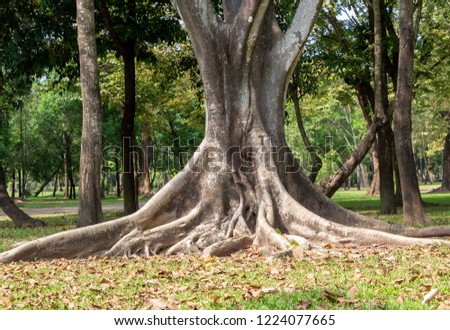 Big tree roots spreading out beautiful in the tropics. The concept of care and environmental protection.
