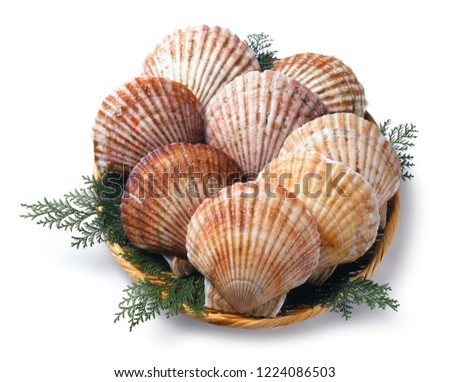 Hotate shellfish , scallop Royalty-Free Stock Photo #1224086503