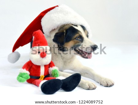 Danish Swedish Farmdog with Santa's cap lying next to a Santa toy 