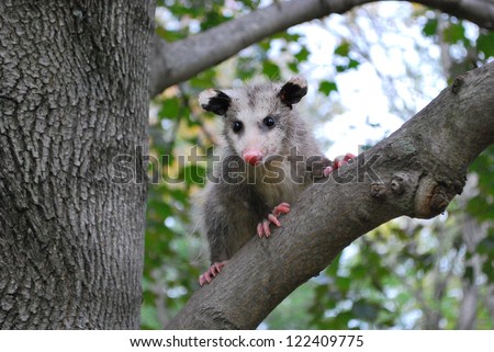 American Opossum in a Tree