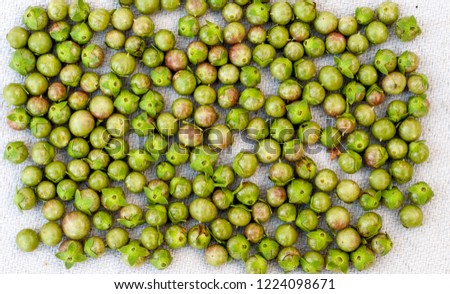 Green and pale balls of the Myrtle plant 