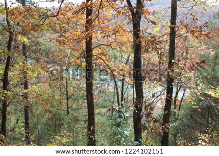 Trees in the Arkansas National Forest with the Mulberry River in the background.  Trees still have fall foliage on them.