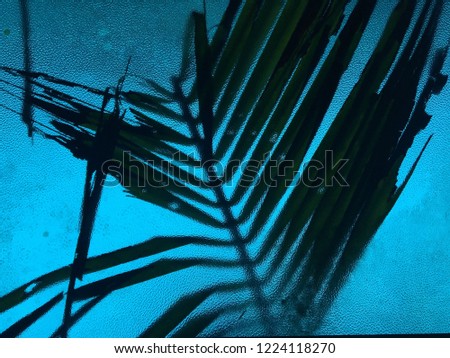 coconut leaf on blue tinted glass roof 