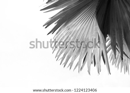 shape and line palm leaves