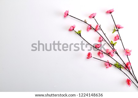 Branch Pink Cherry Blossoms on white background, place for text, top view,  Good for chinese new year 2019 use