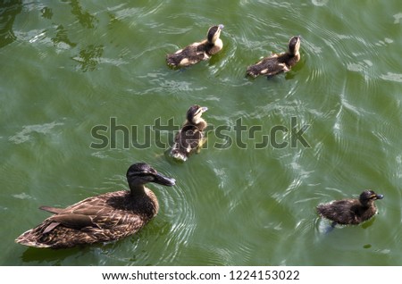 Ducks follow me, cute ducklings following mother, lake, symbolic figurative harmonic peaceful animal family portrait following team grouping together group trust safety harmony