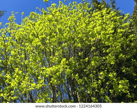 Beautiful green tree sprout bud in springtime and blue sky