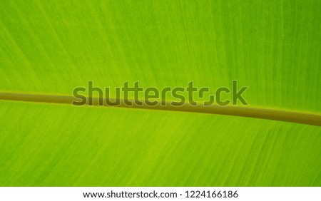 green leaves natural background wallpaper 

