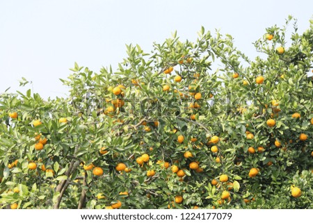 orange tree background