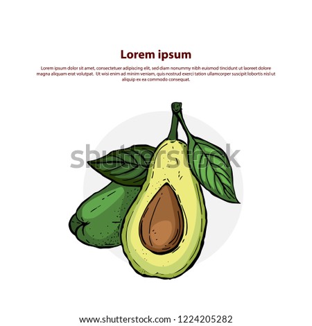 Hand drawn half and sliced avocado. Vector engraved illustration. Natural orgainc vegetable. Food healthy ingredient. For cooking, cosmetic package design, medicinal herb, treating. Royalty-Free Stock Photo #1224205282