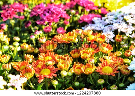 Colourful flowers images and wallpapers.