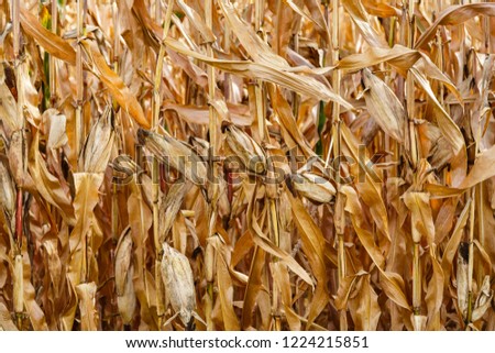 Dried corn plants with cobs.