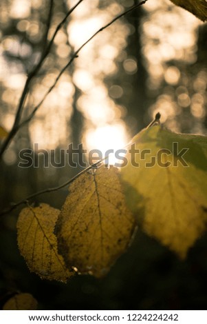 Autumn Leaves in Fading Light