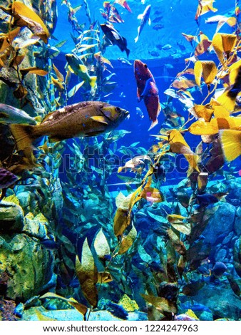 blue fish aquarium 