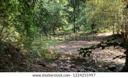 Dense Forest Landscape in Purna Wildlife Sanctuary 