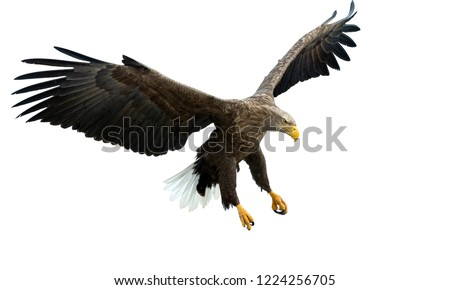 Adult White tailed eagle in flight. Isolated on White background. Scientific name: Haliaeetus albicilla, also known as the ern, erne, gray eagle, Eurasian sea eagle and white-tailed sea-eagle. Royalty-Free Stock Photo #1224256705
